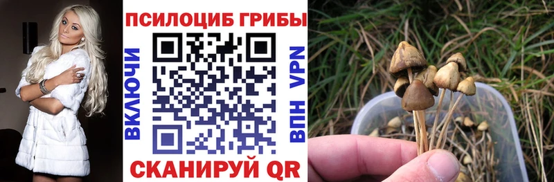 Купить  Ульяновск  Псилоцибиновые грибы Psilocybe 